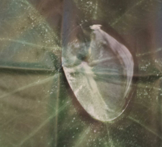 Tropical House Plants Logo